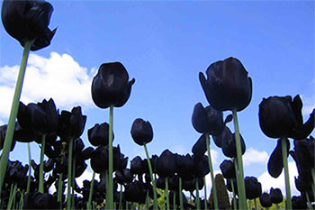 黑色郁金香花语